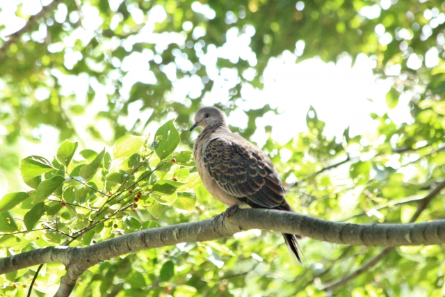 キジバト【庭にくる鳥たち】 気まぐれ花畑