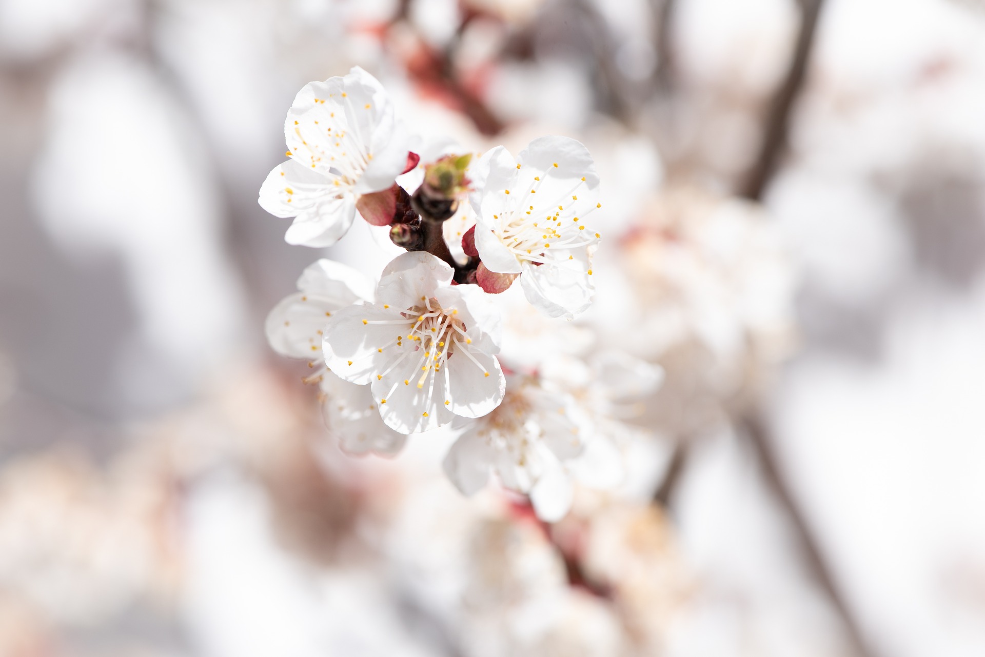 ふきのとう 庭の草木や花々 気まぐれ花畑